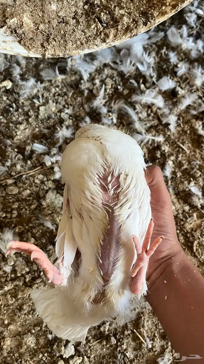 فروخ حمام فرنسي جامبو للبيع 2