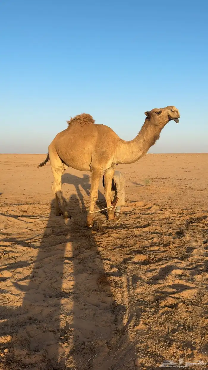 قعود اشعل كفو 2