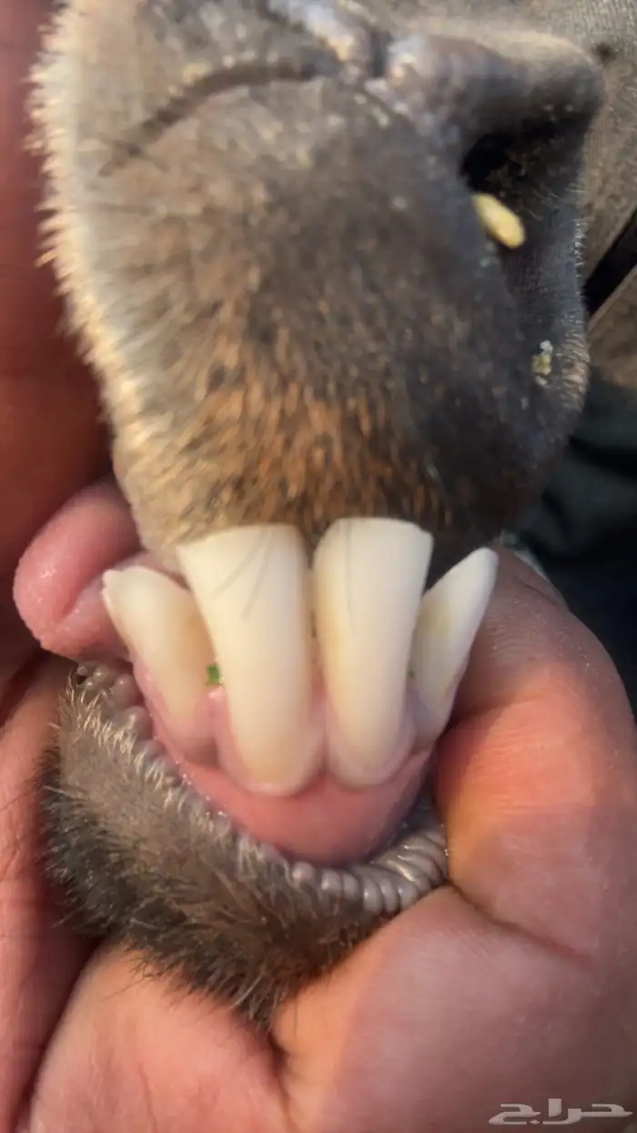 معزا حليب ونظاف شرط 3