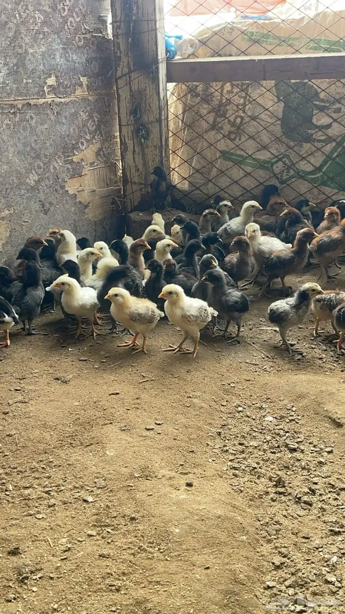 صيصان بلدي صوص دجاج 0