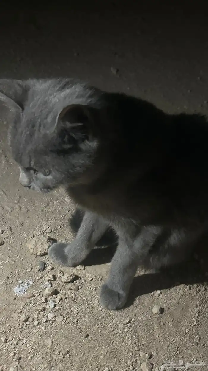 قط  انثى لتبني 6