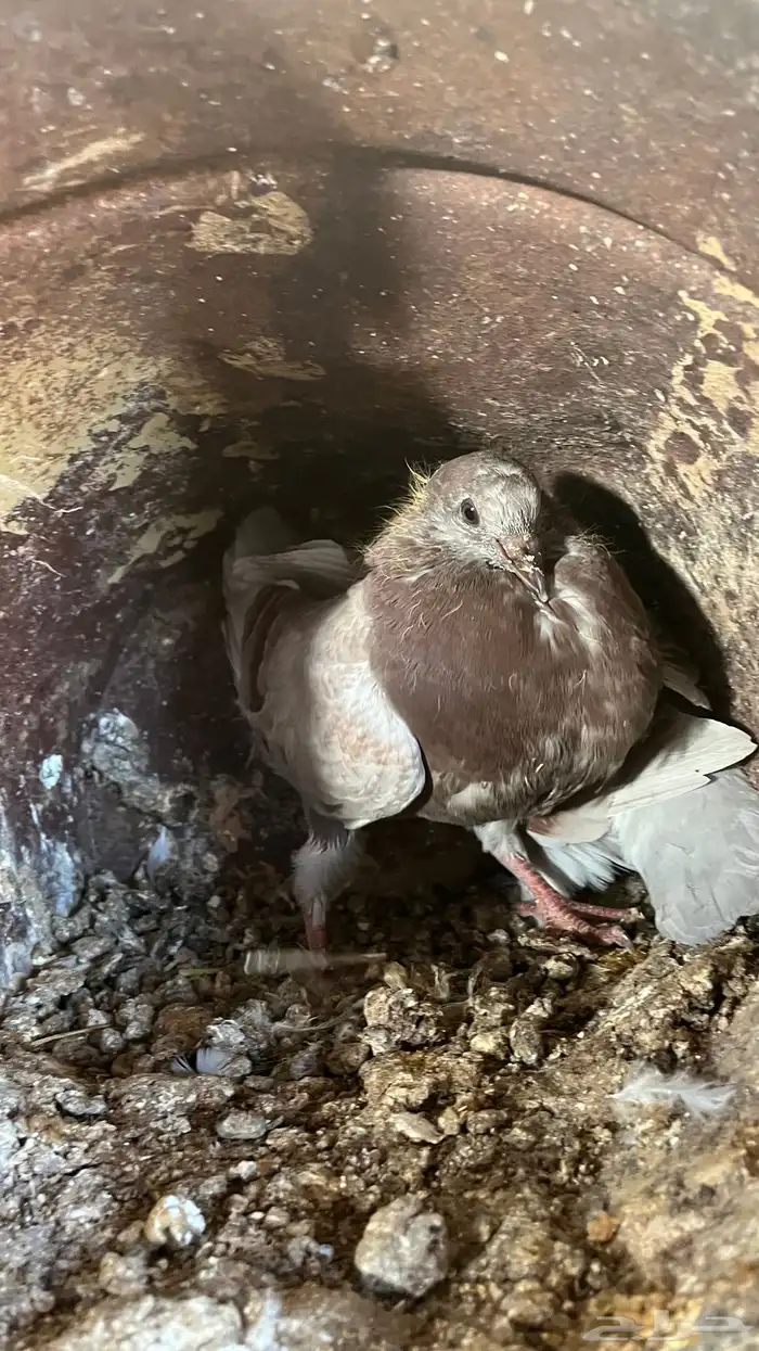 فروخ حمام فرنسي جامبو للبيع 0