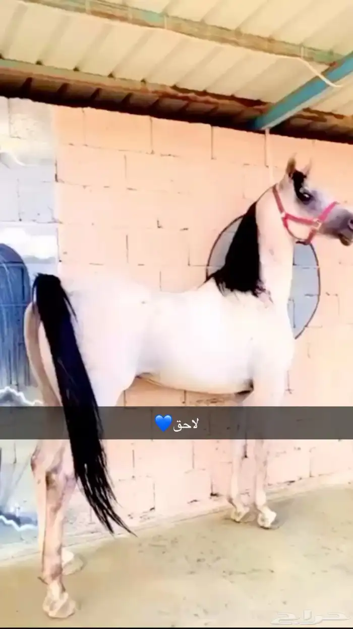 حصان عربي 0