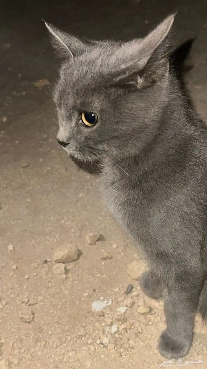 قط  انثى لتبني 0