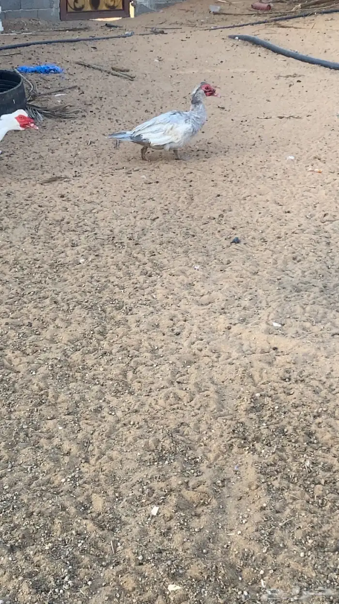 للبيع دجاج بياض وبط 4