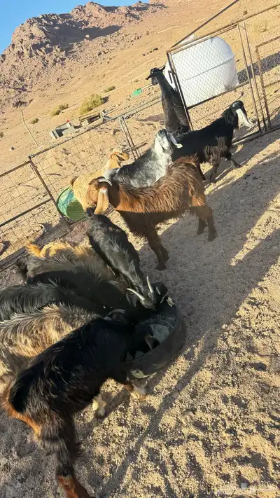 بهم للبيع العدد 11. فيهن جفرتين والباقي تيوس مخصا index