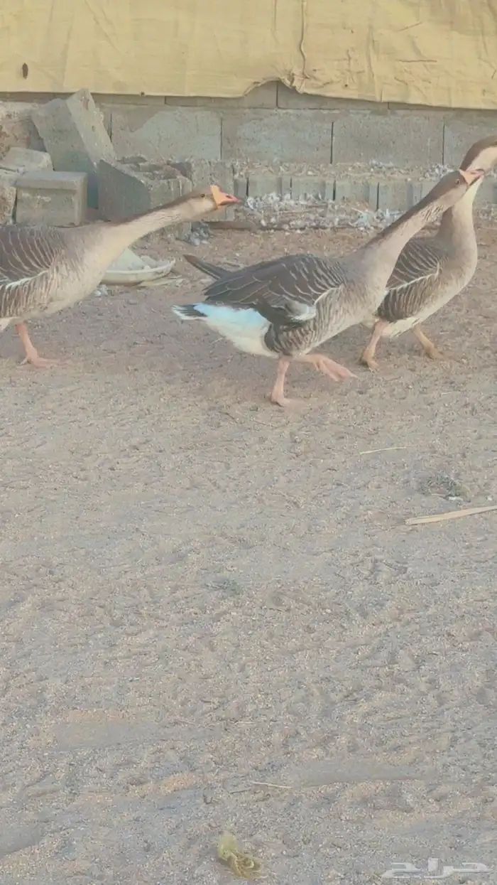 وز عراقي للبيع 0