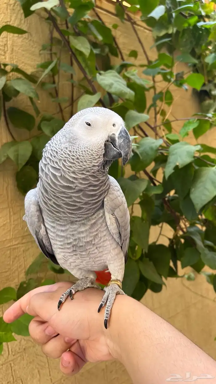 ببغاء كاسكو اليف متكلم 1