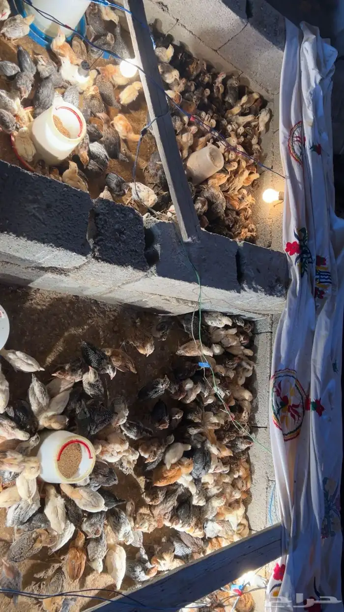 فروخ دجاج بلدي للبيع 1