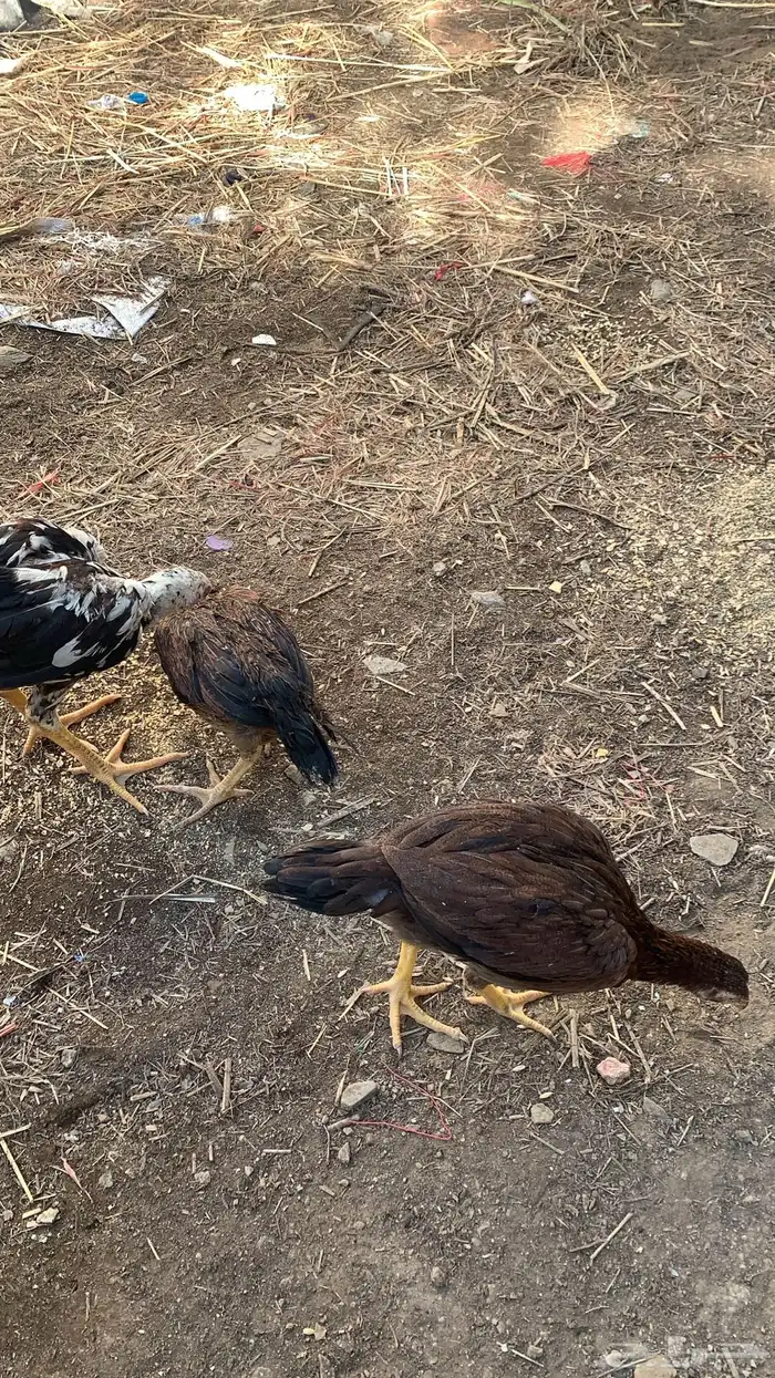 دجاج سندي بيور 2