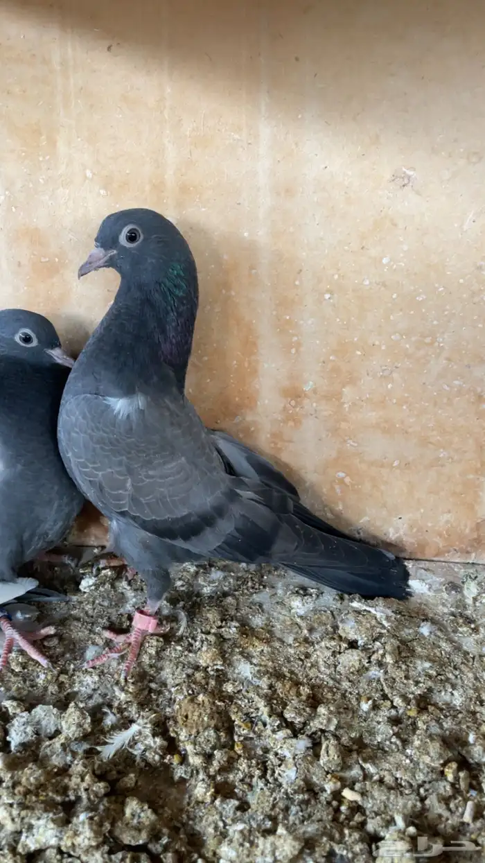 جوز تيدي. وطبات. 3