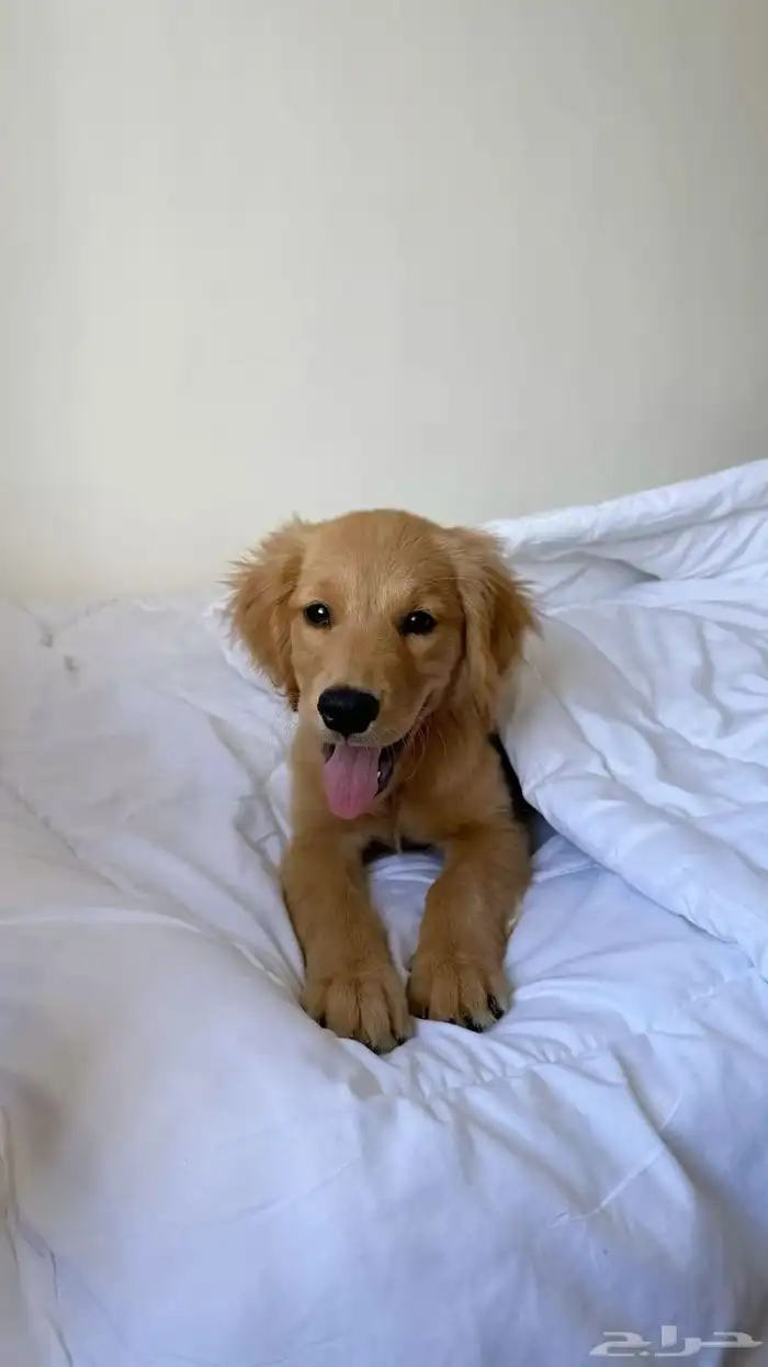 جولدن ريتريفر 2