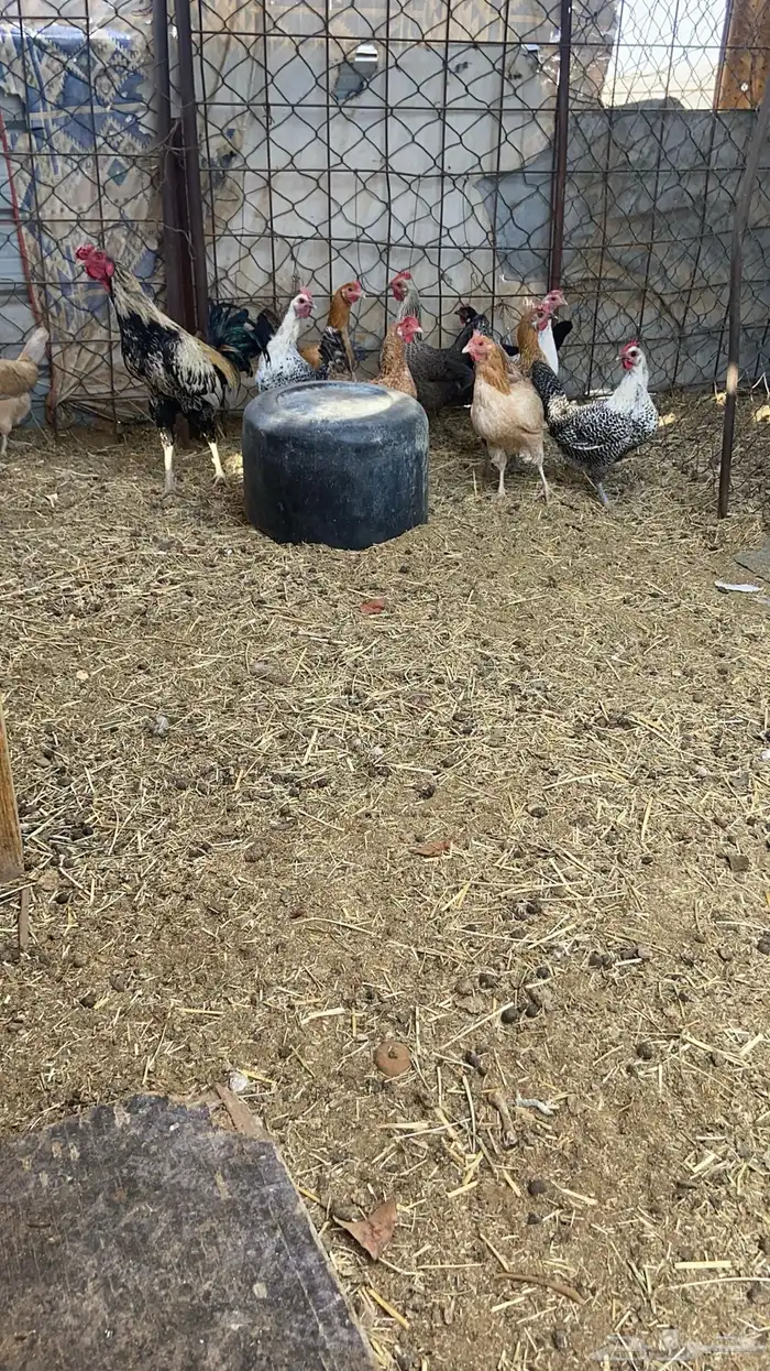 دجاج بياض 13 بديكهن 0