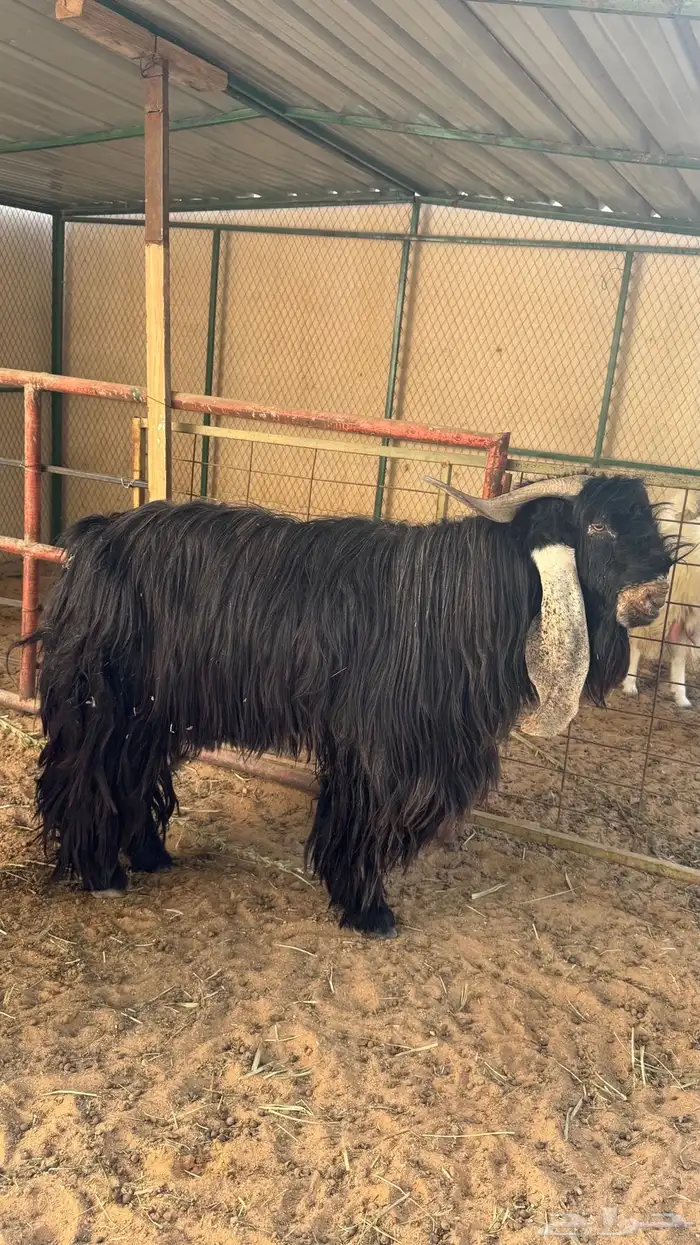 تيس عارضي كفو 4