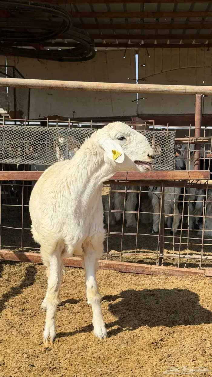 مشروع فحل حري صنف 0