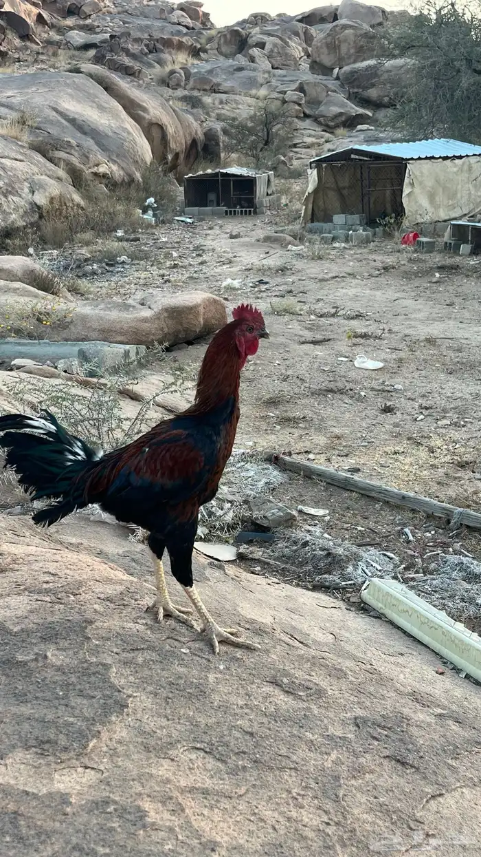 ديك باكستاني 3