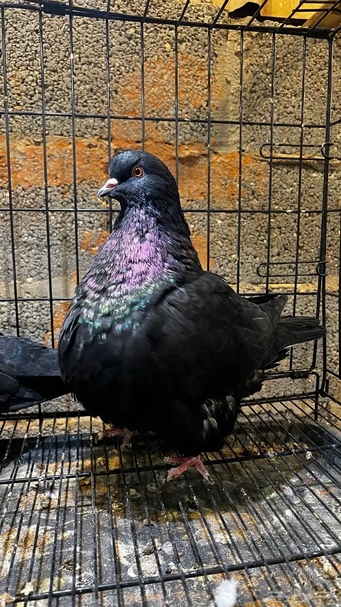 جوز فرش مستوا 1