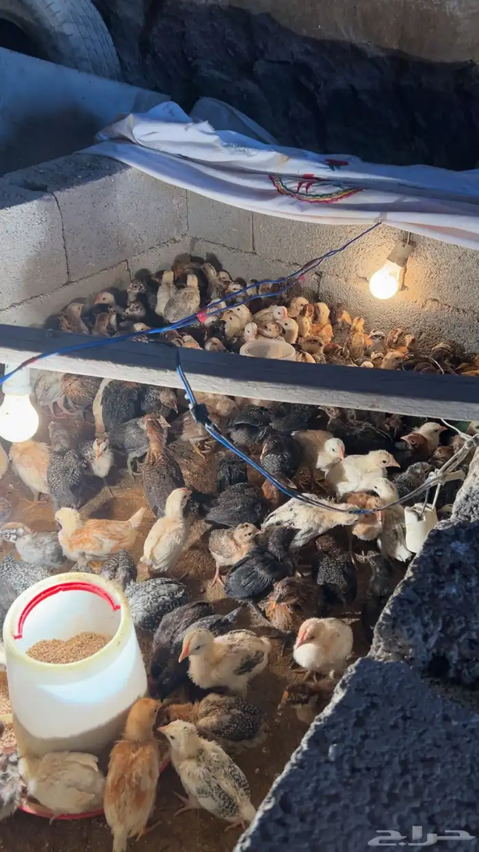 فروخ دجاج بلدي 3