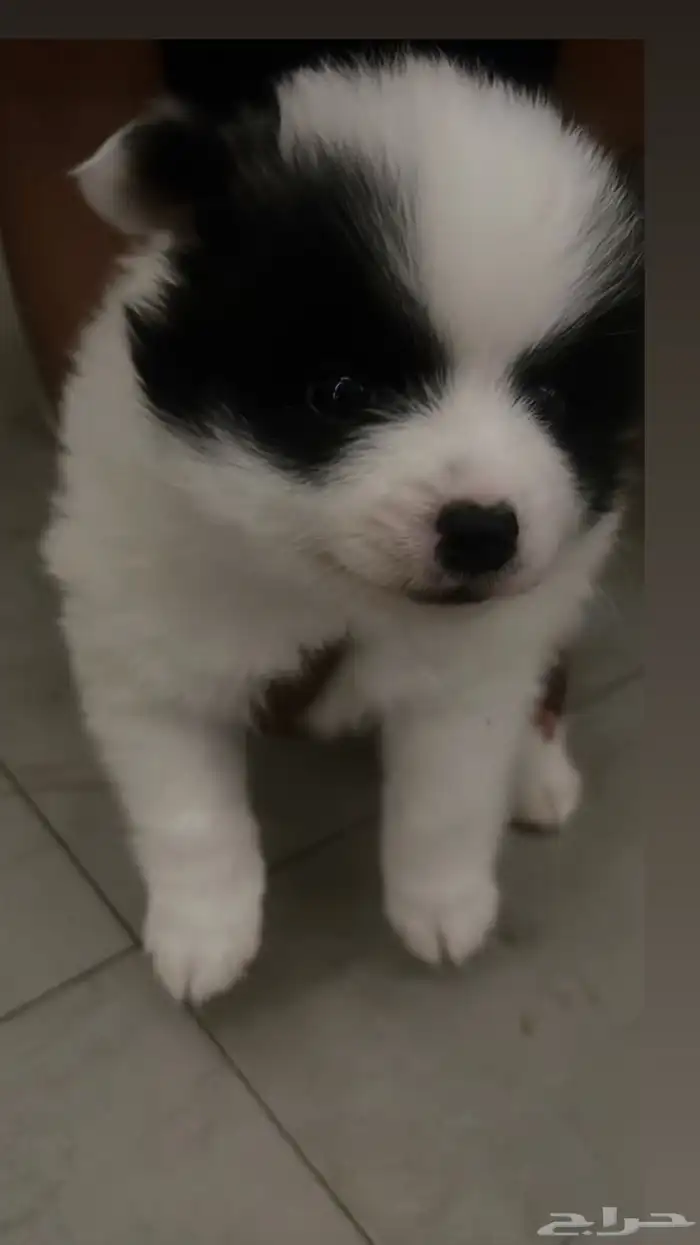 كلب بومرينيان 0