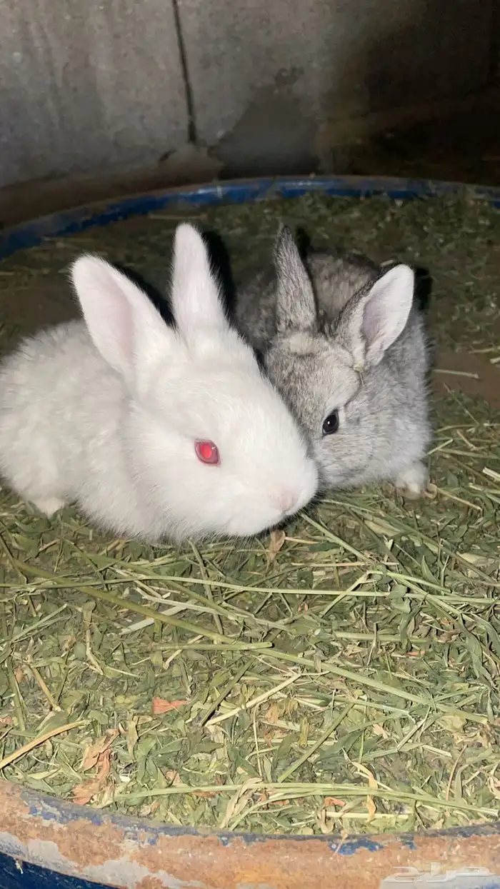 ارانب صغيرة 2