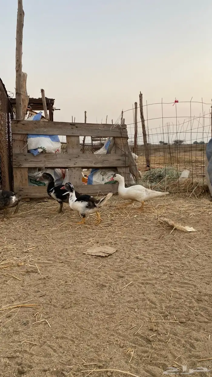 فروخ بط للبيع القنفذه 1