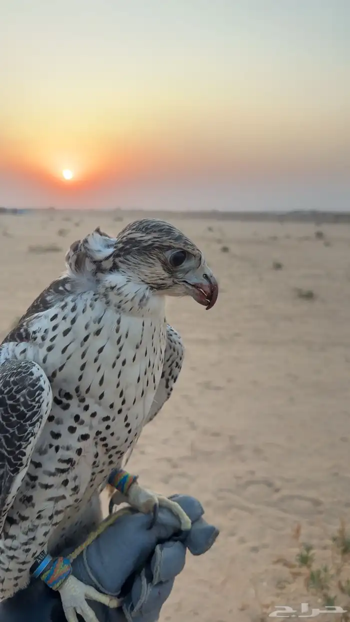 جير شاهين العمر 5 6