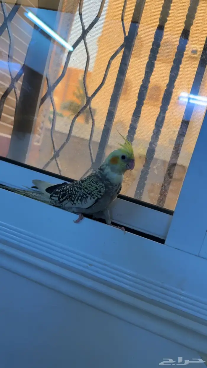 ببغاء كروان 0