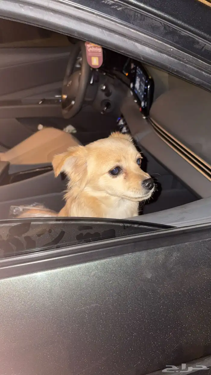 كلب مكس شيواو وبومارينين 1