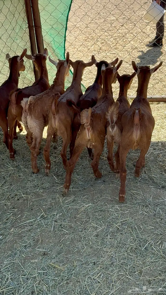 8 معزا حص دهم عليها 8 ذبايح ( تم البيع ) 6