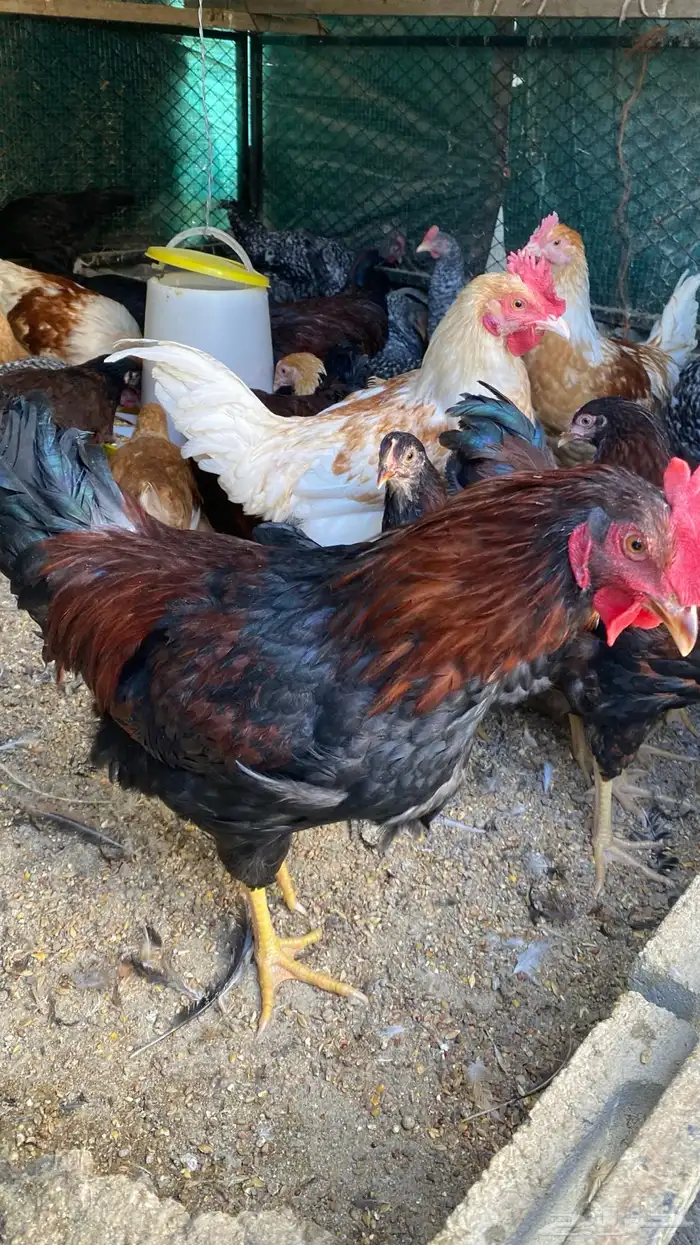 دجاج تركي وفرنسي 2