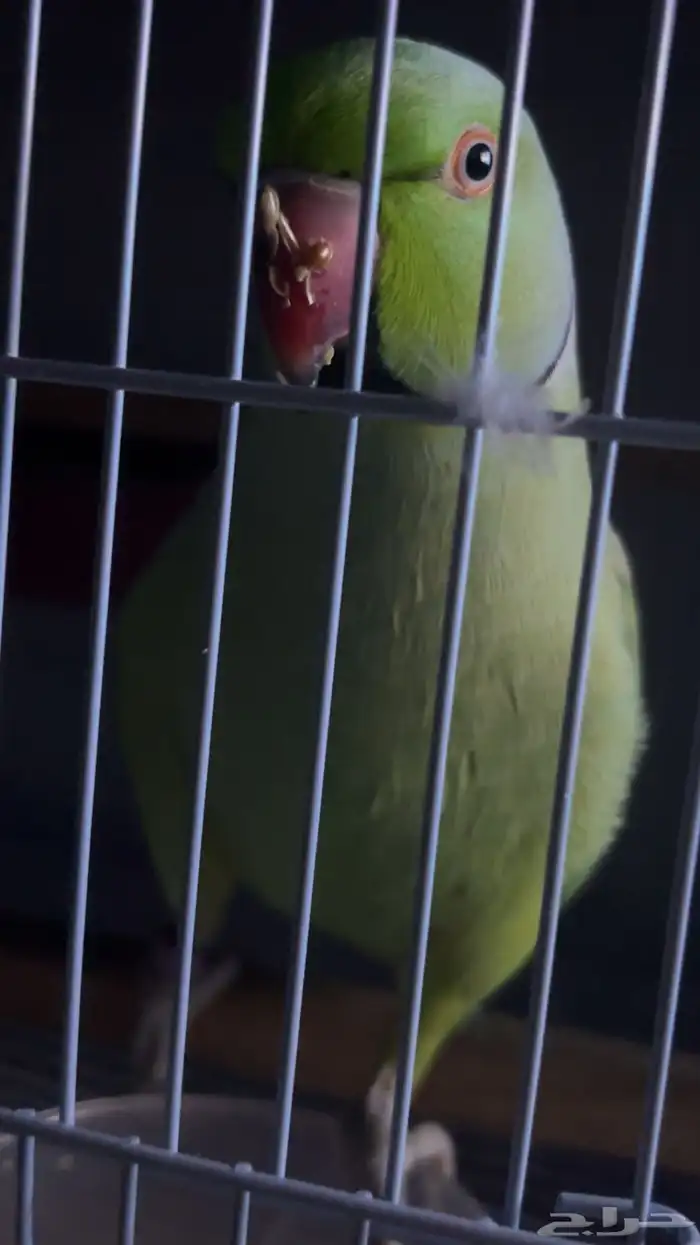 درة هندية ذكر اليف متكلم - ذكر روز اليف 4