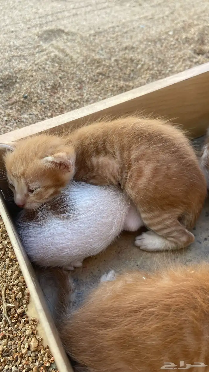 قطط تبني بلدي. أعمارهم ثلاث ايام 1