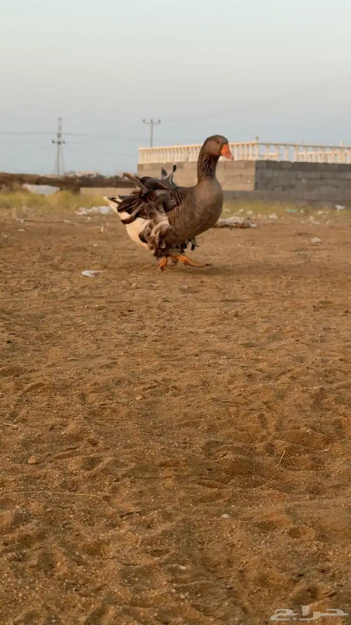 السلام عليكم وز زينه للبيع مفتل 0