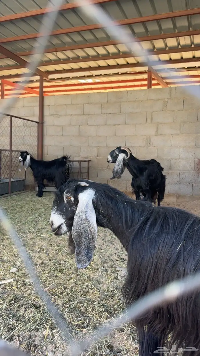 معزى متابيع 0