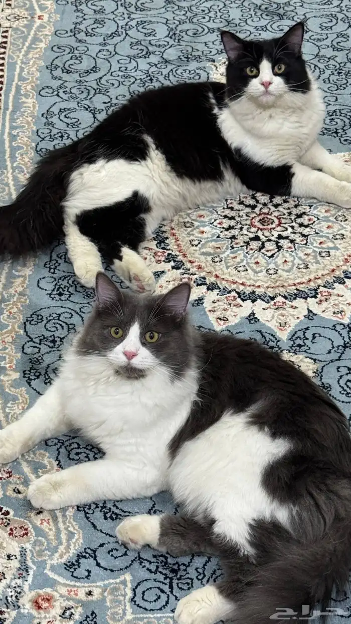 قطط ذكور لتبني 1