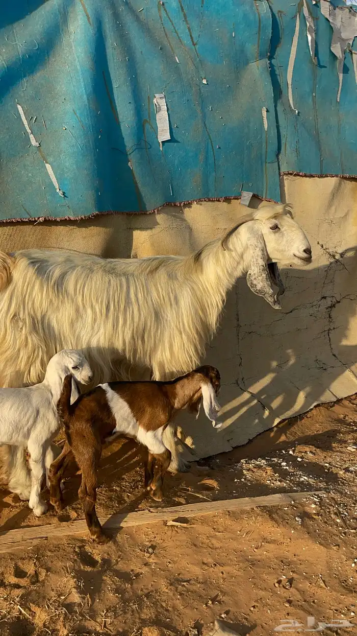 عنز معها ثنين 1