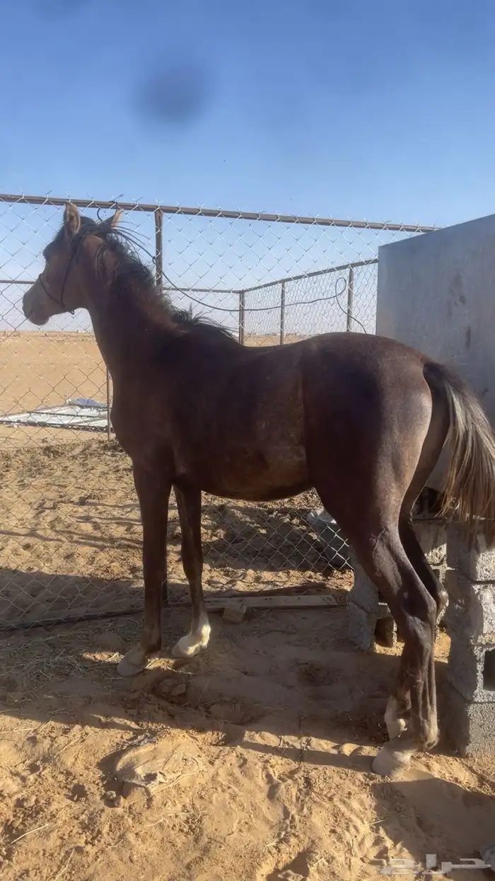 مهر بطل مستقبله قدام وجه 2