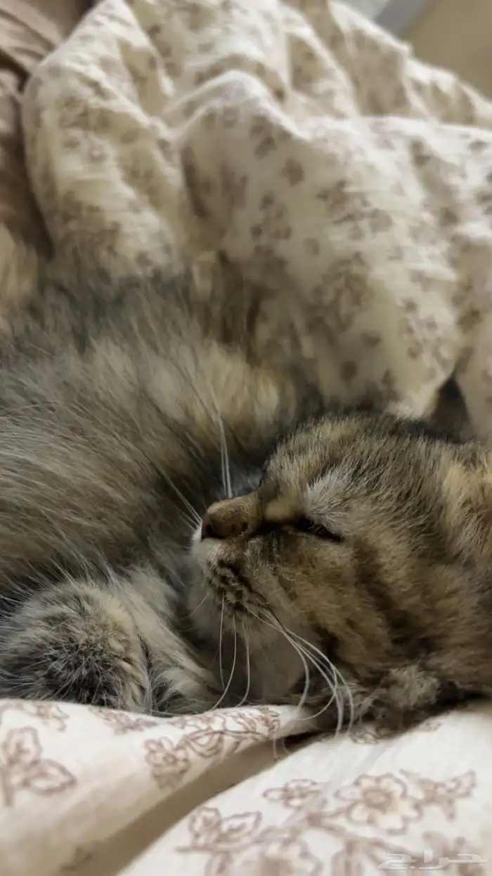 قطو للتبني 0