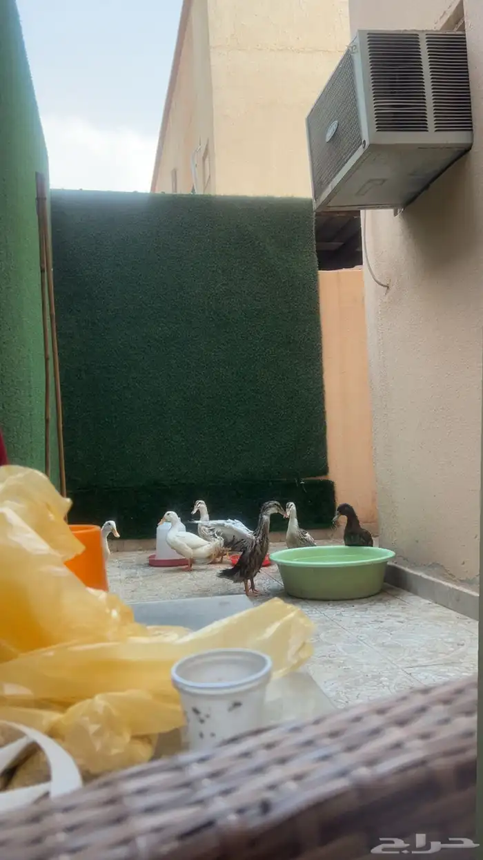 بط للبيع عددها 7 1