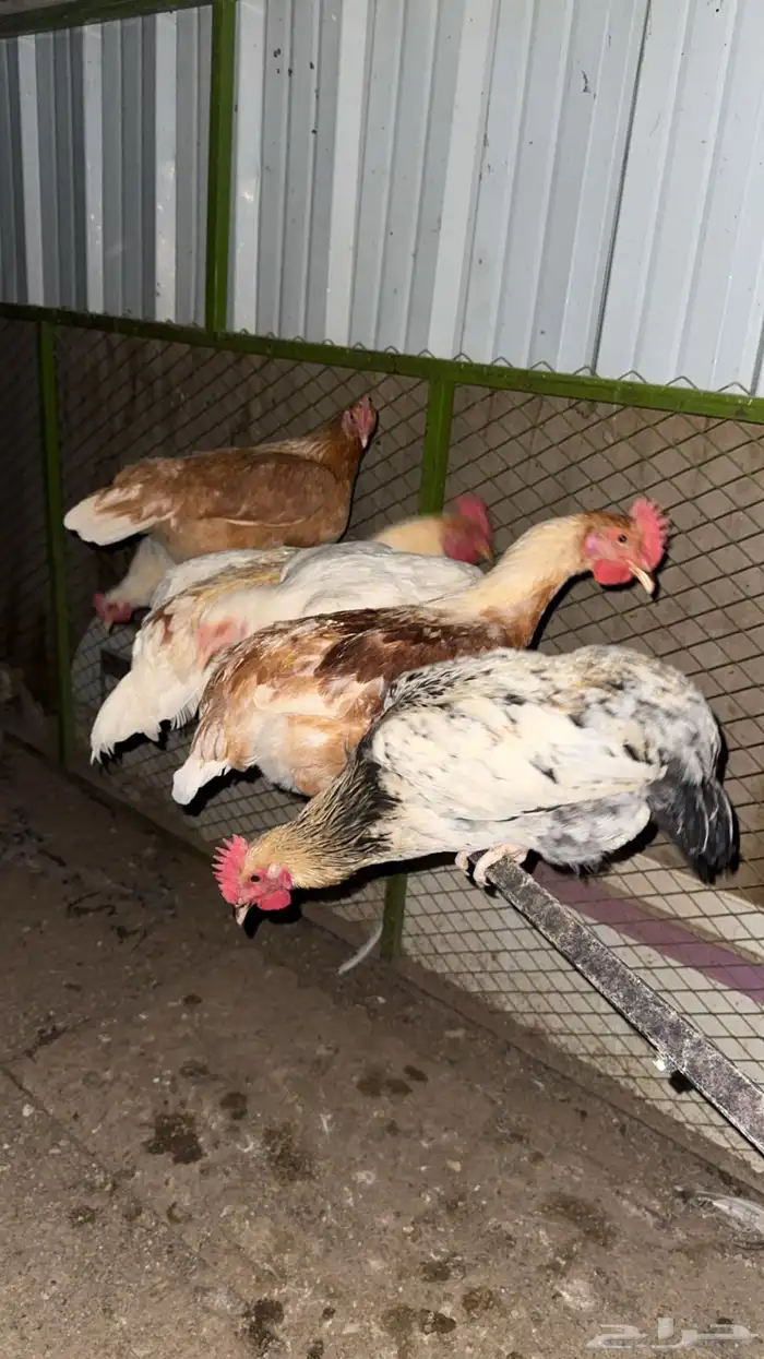 ديوك هجين تركي ولوهمان 1