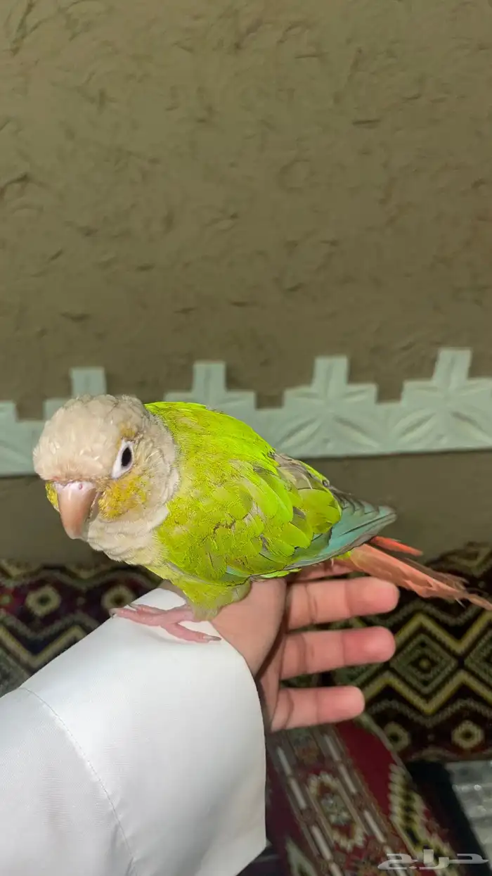 كنيور اناناس 3