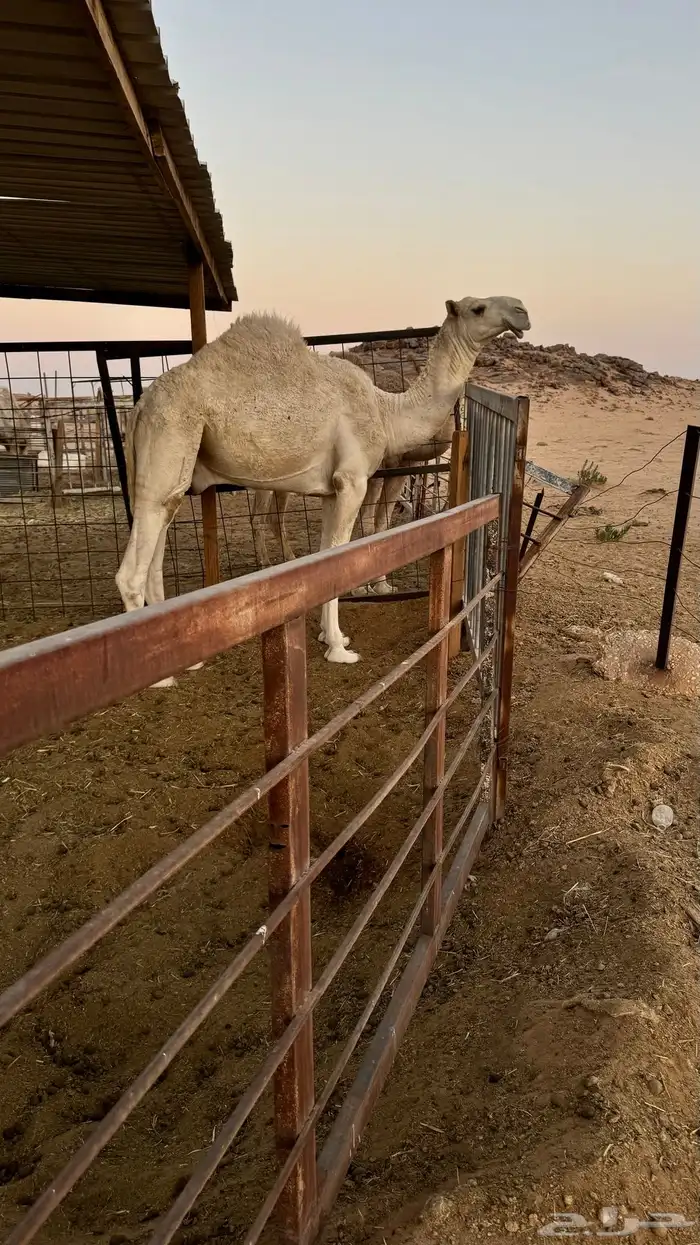 قعدان و بعارين للبيع 4