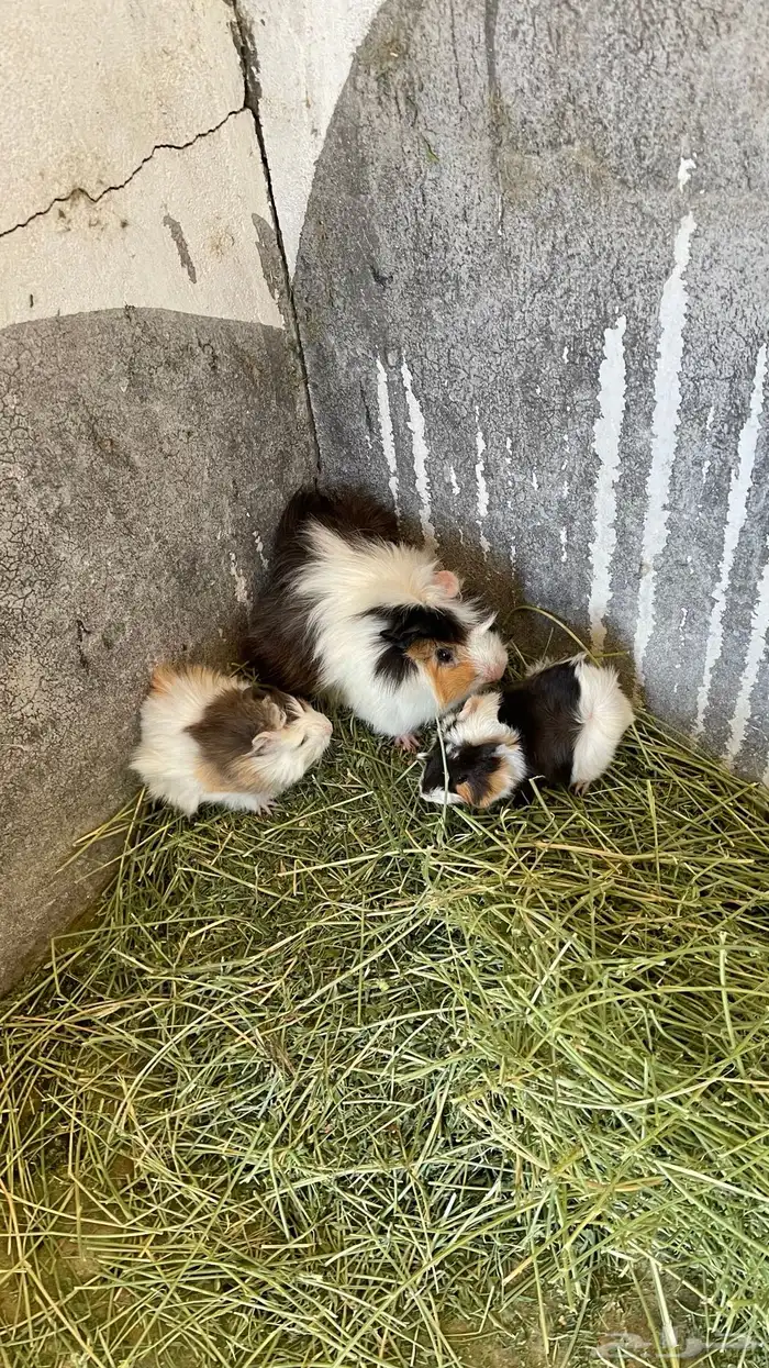 وبران بلدي و أمريكي 2