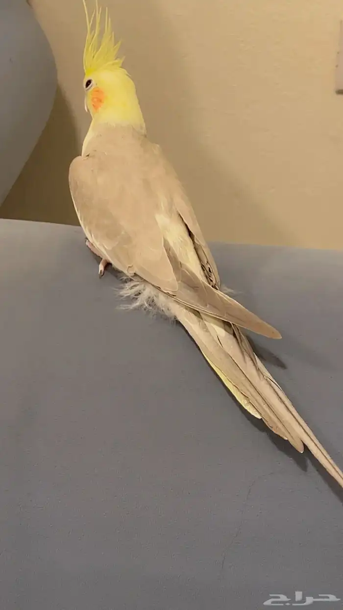 كروان اليف وهدد داخلي 1