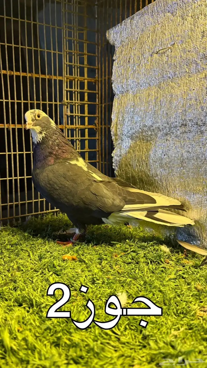 حمام قطايف 2