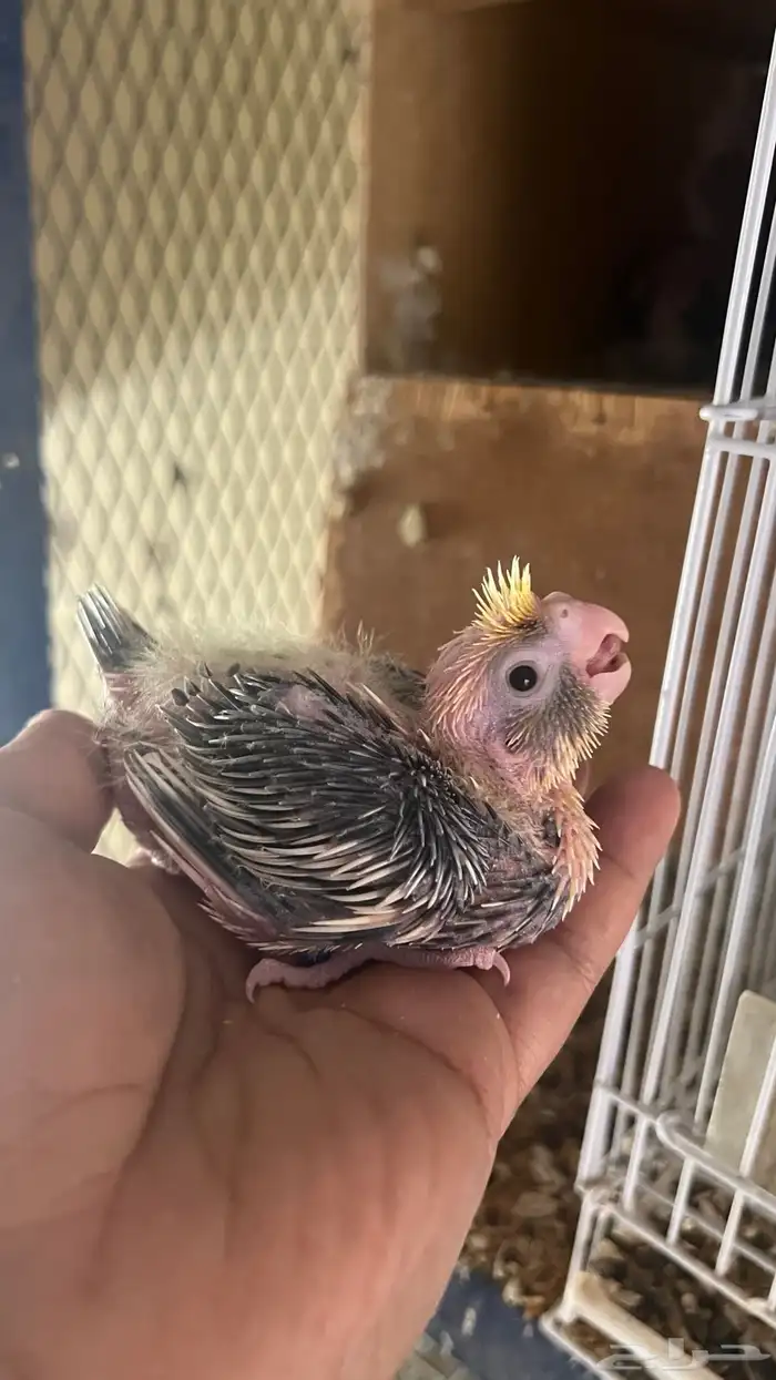 فروخ كروان 6