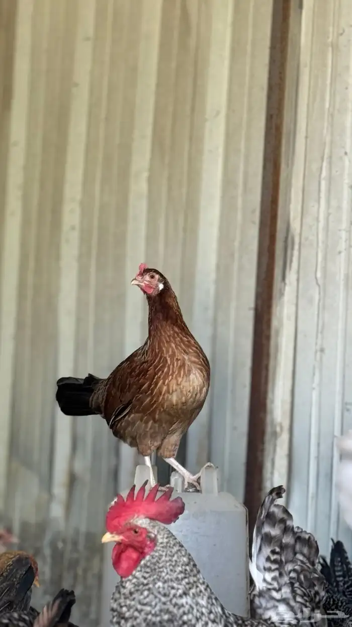 دجاج عربي وفيومي 3