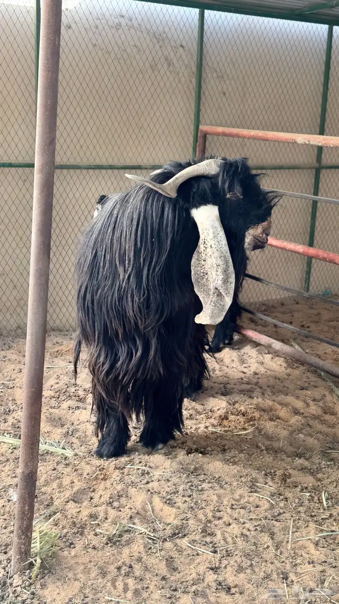 تيس عارضي كفو 1