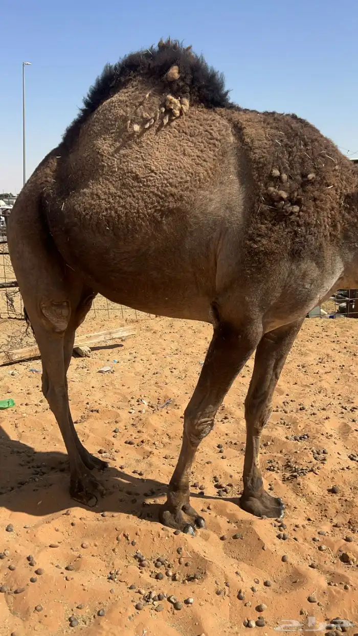 حايل رباع ماستالدت 1