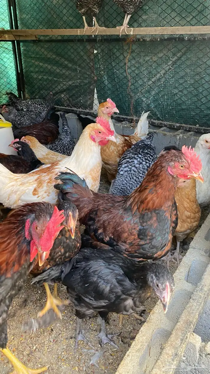 دجاج تركي وفرنسي 1